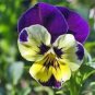 Mixed Color Rare Pansy Bonsai Wavy Viola Tricolor Flower 500 pcs Seeds