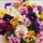 Mixed Color Rare Pansy Bonsai Wavy Viola Tricolor Flower 500 pcs Seeds