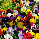 Mixed Color Rare Pansy Bonsai Wavy Viola Tricolor Flower Bonsai 500 PCS Seeds Mixed Color Rare Pansy Bonsai Wavy Viola Tricolor Flower Bonsai 500 PCS Seeds