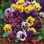 Mixed Color Rare Pansy Bonsai Wavy Viola Tricolor Flower Bonsai 500 PCS Seeds