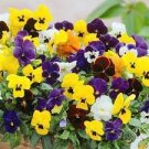 Mixed Color Rare Pansy Bonsai Wavy Viola Tricolor Flower Bonsai 2000 PCS Seeds Mixed Color Rare Pansy Bonsai Wavy Viola Tricolor Flower Bonsai 2000 PCS Seeds