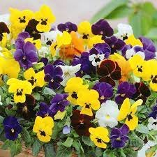 Mixed Color Rare Pansy Bonsai Wavy Viola Tricolor Flower Bonsai 2000 PCS Seeds