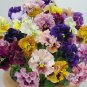 Mixed Color Rare Pansy Bonsai Wavy Viola Tricolor Flower Bonsai 2000 PCS Seeds