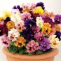 Mixed Color Rare Pansy Bonsai Wavy Viola Tricolor Flower Bonsai 2000 PCS Seeds