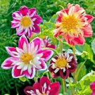 Mixed Colorful Dwarf Dahlia Perennial Bonsai Flowers 50 PCS Seeds