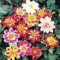 Mixed Colorful Dwarf Dahlia Perennial Bonsai Flowers 50 PCS Seeds