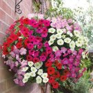 Mixed Colorful Hanging Garden Petunia Flower 200 PCS Seeds