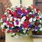 Mixed Colorful Hanging Garden Petunia Flower 200 PCS Seeds