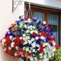 Mixed Colorful Hanging Garden Petunia Flower 200 PCS Seeds