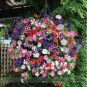 Mixed Colorful Hanging Garden Petunia Flower 200 PCS Seeds