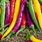 Mixed Colorful Hot Colorful Pod Pepper Chili 50 PCS Seeds