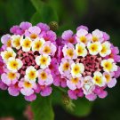 Mixed Colorful Lantana Camara Perennial Plants 10 PCS Seeds