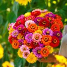 Mixed Colorful Zinna Elegans California Giant Flowers 50 PCS Seeds