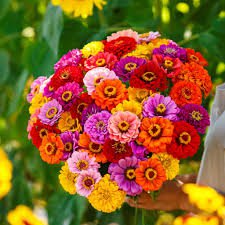 Mixed Colorful Zinna Elegans California Giant Flowers 50 PCS Seeds