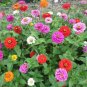 Mixed Colorful Zinna Elegans California Giant Flowers 50 PCS Seeds