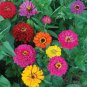 Mixed Colorful Zinna Elegans California Giant Flowers 50 PCS Seeds
