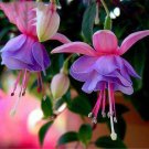 Mixed Colors Lantern Flower Indoor Balcony Bonsai Flower Fuchsias Plant 100 PCS Seeds Mixed Colors Lantern Flower Indoor Balcony Bonsai Flower Fuchsias Plant 100 PCS Seeds