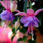 Mixed Colors Lantern Flower Indoor Balcony Bonsai Flower Fuchsias Plant 100 PCS Seeds
