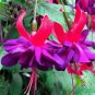 Mixed Colors Lantern Flower Indoor Balcony Bonsai Flower Fuchsias Plant 100 PCS Seeds