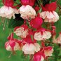 Mixed Colors Lantern Flower Indoor Balcony Bonsai Flower Fuchsias Plant 100 PCS Seeds