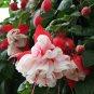 Mixed Colors Lantern Flower Indoor Balcony Bonsai Flower Fuchsias Plant 100 PCS Seeds