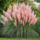 Mixed Colors Pampas Grass Plant Bonsai Balcony Colorful 200 PCS Seeds