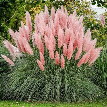 Mixed Colors Pampas Grass Plant Bonsai Balcony Colorful 200 PCS Seeds
