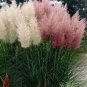Mixed Colors Pampas Grass Plant Bonsai Balcony Colorful 200 PCS Seeds