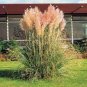 Mixed Colors Pampas Grass Plant Bonsai Balcony Colorful 200 PCS Seeds