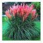 Mixed Colors Pampas Grass Plant Bonsai Balcony Colorful 200 PCS Seeds