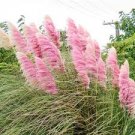 Mixed Colors Pampas Grass Plant Bonsai Balcony Colorful Grass Flores Best Natural 200 PCS Seeds