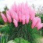 Mixed Colors Pampas Grass Plant Bonsai Balcony Colorful Grass Flores Best Natural 200 PCS Seeds