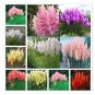 Mixed Colors Pampas Grass Plant Bonsai Balcony Colorful Grass Flores Best Natural 200 PCS Seeds