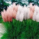 Mixed Colors Pampas Grass Plant Bonsai Balcony Colorful Grass Flores 200 PCS Seeds