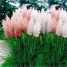 Mixed Colors Pampas Grass Plant Bonsai Balcony Colorful Grass Flores 200 PCS Seeds