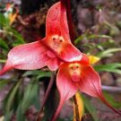 Mixed Colourful Monkey Face Orchid Plants Red Cream Potted Peru Flower 5 PCS Seeds