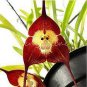 Mixed Colourful Monkey Face Orchid Plants Red Cream Potted Peru Flower 5 PCS Seeds