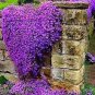MIXED Creeping Thyme Seeds Rare Color Rock Cress 100 PCS Seeds