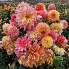 Mixed Dahlia Flower 50 PCS Seeds