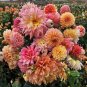 Mixed Dahlia Flower 50 PCS Seeds