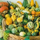 Mixed Doll Pumpkin Ornamental Vegetables Edible 10 PCS Seeds Mixed Doll Pumpkin Ornamental Vegetables Edible 10 PCS Seeds