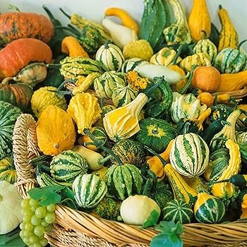 Mixed Doll Pumpkin Ornamental Vegetables Edible 10 PCS Seeds
