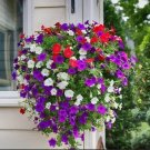 Mixed Double petalled Hanging Petunia Hybrid 200 PCS Seeds Mixed Double petalled Hanging Petunia Hybrid 200 PCS Seeds