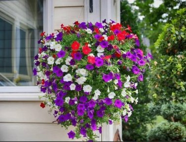 Mixed Double petalled Hanging Petunia Hybrid 200 PCS Seeds