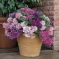 Mixed Double petalled Hanging Petunia Hybrid 200 PCS Seeds