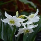 Mixed Eucharis Grandiflora Bonsai 100 PCS Seeds