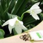 Mixed Eucharis Grandiflora Bonsai 100 PCS Seeds