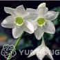 Mixed Eucharis Grandiflora Bonsai 100 PCS Seeds
