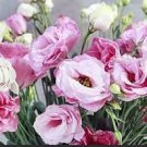 Mixed Eustoma Seeds Imported Eustoma grandiflorum Mixed Dozens of Varieties 100 PCS Seeds Mixed Eustoma Seeds Imported Eustoma grandiflorum Mixed Dozens of Varieties 100 PCS Seeds
