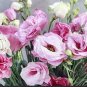 Mixed Eustoma Seeds Imported Eustoma grandiflorum Mixed Dozens of Varieties 100 PCS Seeds